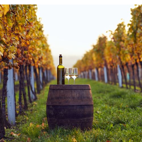 Is Orange Wine Healthy? Seven Cellars