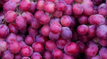 Is Organic Wine Better For You